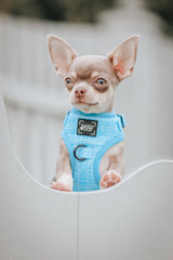 SASSY WOOF Blumond Dog Adjustable Harness