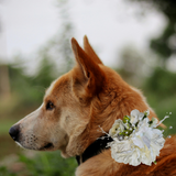 Sparky & Co Garden Party Flower Corsage Collar Accessory