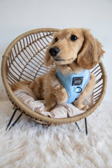 SASSY WOOF Blumond Dog Adjustable Harness