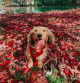 SASSY WOOF Merlot Dog Collar