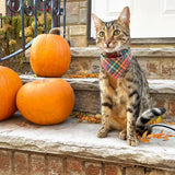 Made By Cleo - "Campfire" - Rainbow Plaid Bandana for Cat + Small Dog