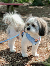 SASSY WOOF Blumond Dog Adjustable Harness