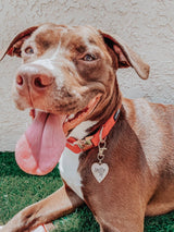 SASSY WOOF Merlot Dog Collar