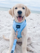 SASSY WOOF Blumond Dog Adjustable Harness