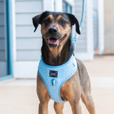 SASSY WOOF Blumond Dog Adjustable Harness