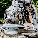 Cleverpup Nomad Collapsible Dog Bowl