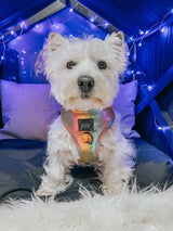 SASSY WOOF The Night Life (Reflective) Dog Adjustable Harness