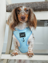 SASSY WOOF Blumond Dog Adjustable Harness