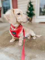 SASSY WOOF Merlot Dog Collar