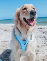 SASSY WOOF Blumond Dog Adjustable Harness