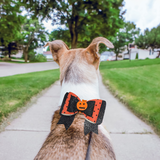 Sparky & Co Autumn & Halloween Bow Collar Accessory