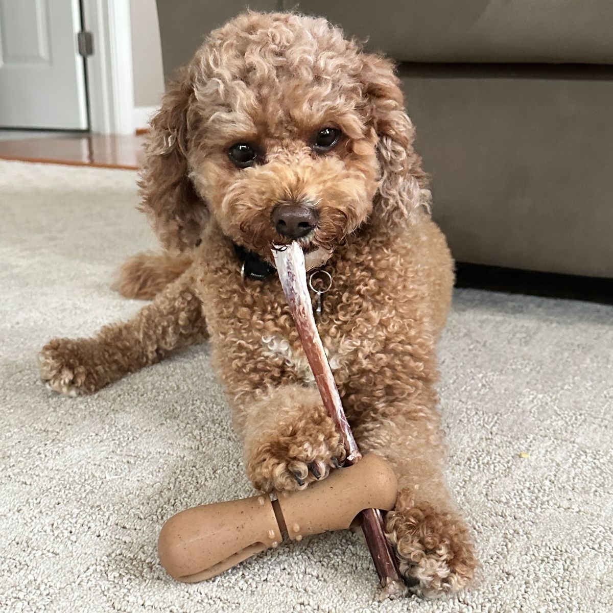 Tall Tails Bully Stick Holder for Dogs