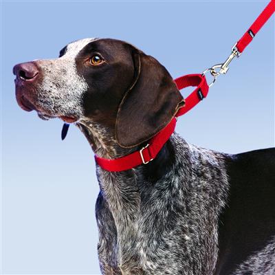 PetSafe Martingale Collars Red / Small - Paw Naturals