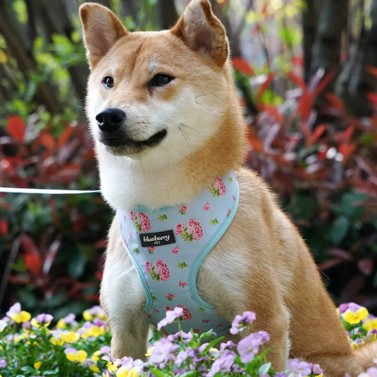Blueberry Pet - 3 Colors, Petal Paws Floral Dog Harness Vest