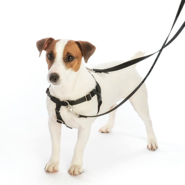 2 Hounds Design Freedom No Pull Harness for Dogs