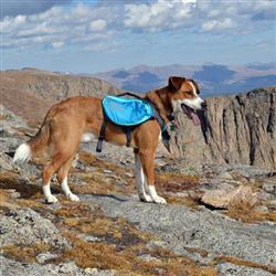 Outward Hound Daypak Dog Backpack Hiking Gear For Dogs - Paw Naturals