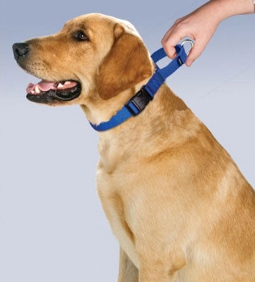 PetSafe Martingale Collar with Quick Snap Buckle